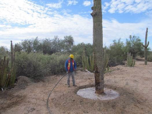 Minera Penmont rescata y protege biodiversidad de la región de Caborca