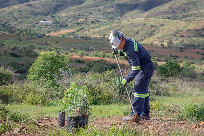 Minera Cuzcatlán celebra el Día Internacional del Árbol