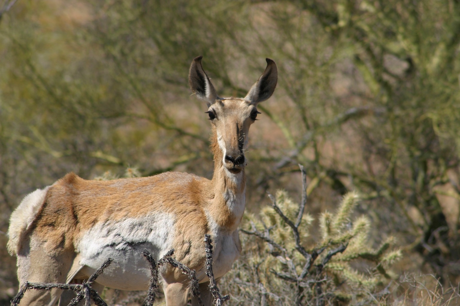Minera Penmont rescata y protege biodiversidad de la región de Caborca