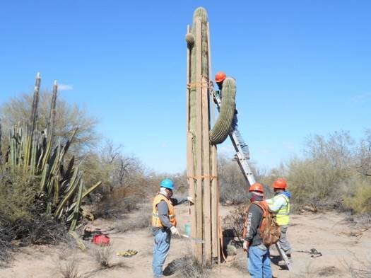 Minera Penmont rescata y protege biodiversidad de la región de Caborca
